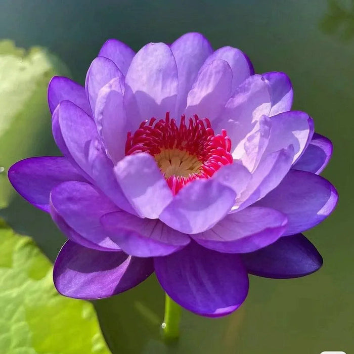 Flor de Lótus Bonsai - 🌸 A Sagrada (Compre 1 Leve 2)