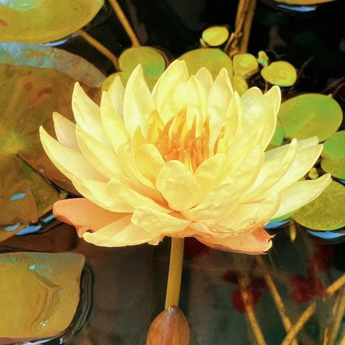 Flor de Lótus Bonsai - 🌸 A Sagrada (Compre 1 Leve 2)