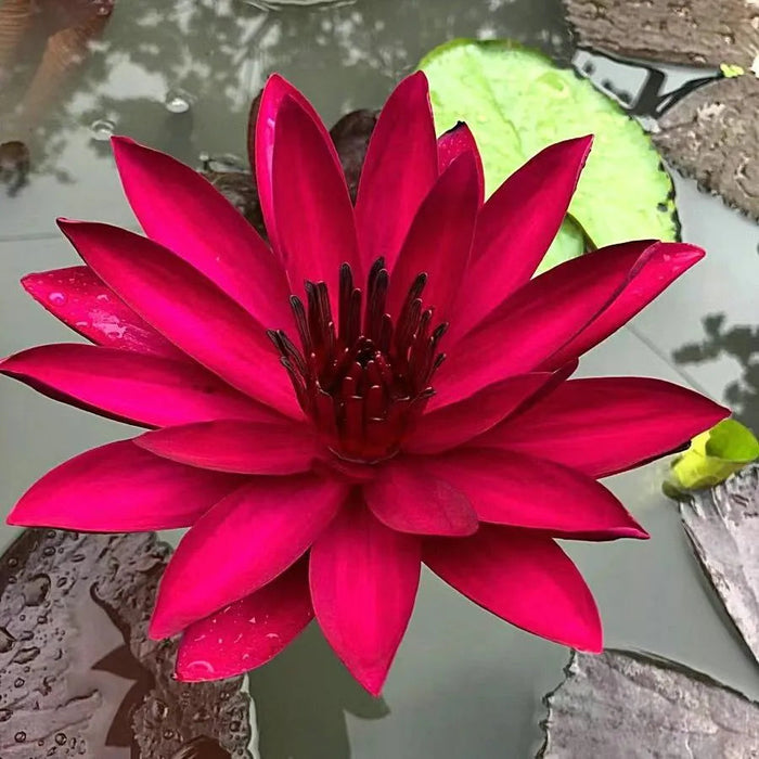 Flor de Lótus Bonsai - 🌸 A Sagrada (Compre 1 Leve 2)